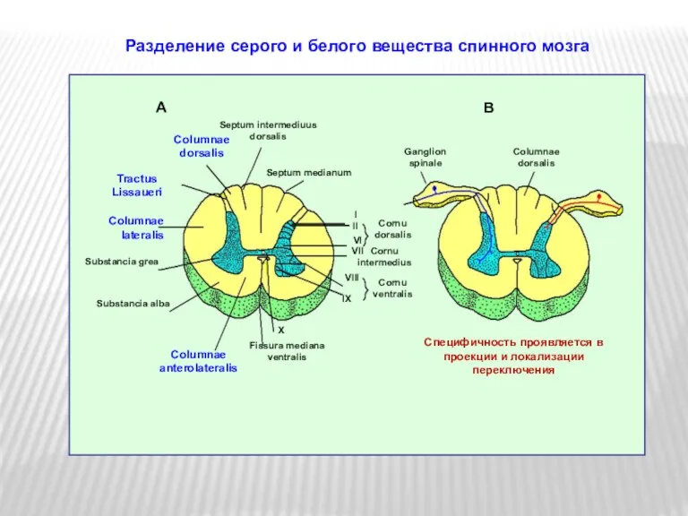 Разделение серого и белого вещества спинного мозга A B Septum