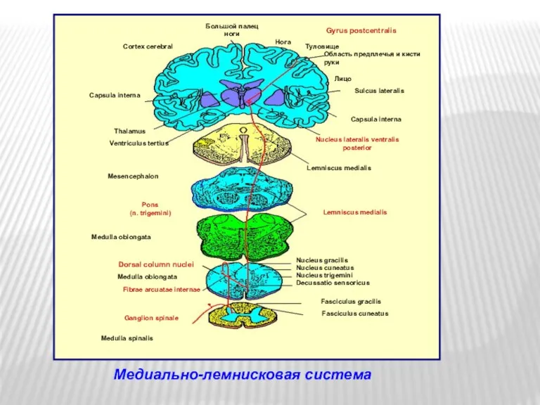 Медиально-лемнисковая система Dorsal column nuclei
