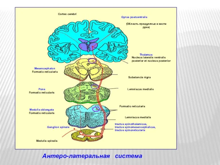 Антеро-латеральная система