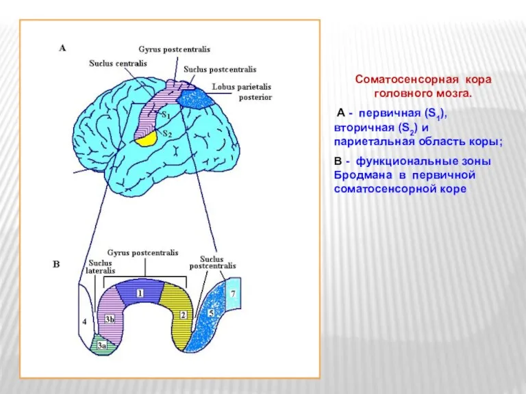 Соматосенсорная кора головного мозга. A - первичная (S1), вторичная (S2)