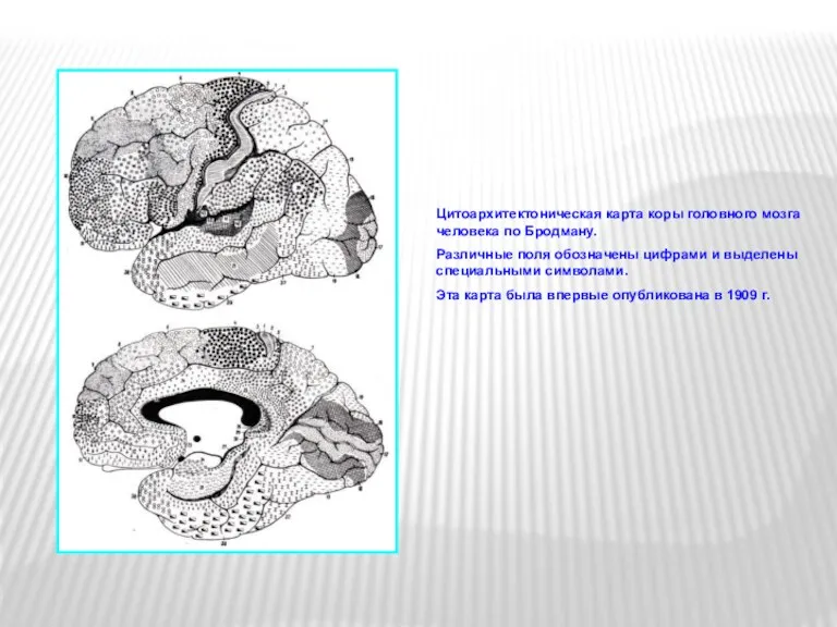Цитоархитектоническая карта коры головного мозга человека по Бродману. Различные поля