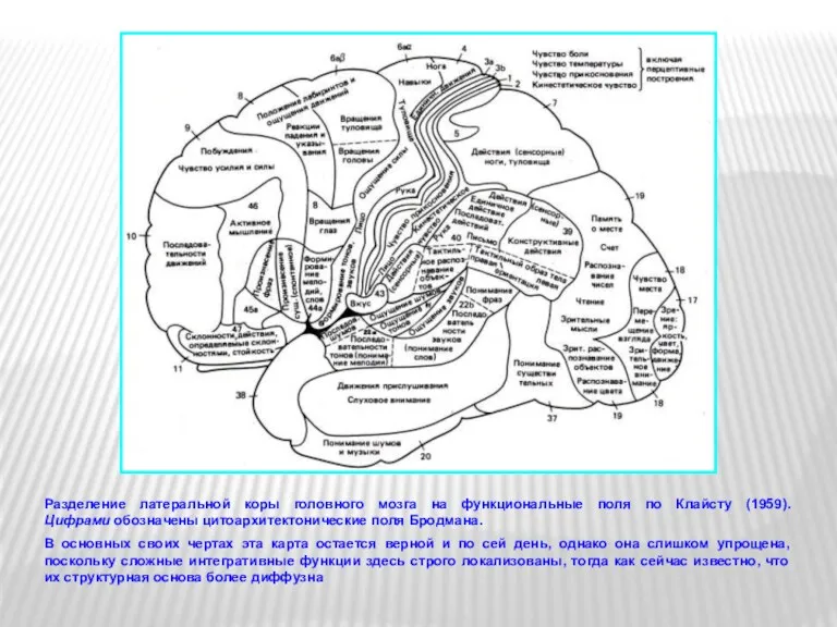 Разделение латеральной коры головного мозга на функциональные поля по Клайсту
