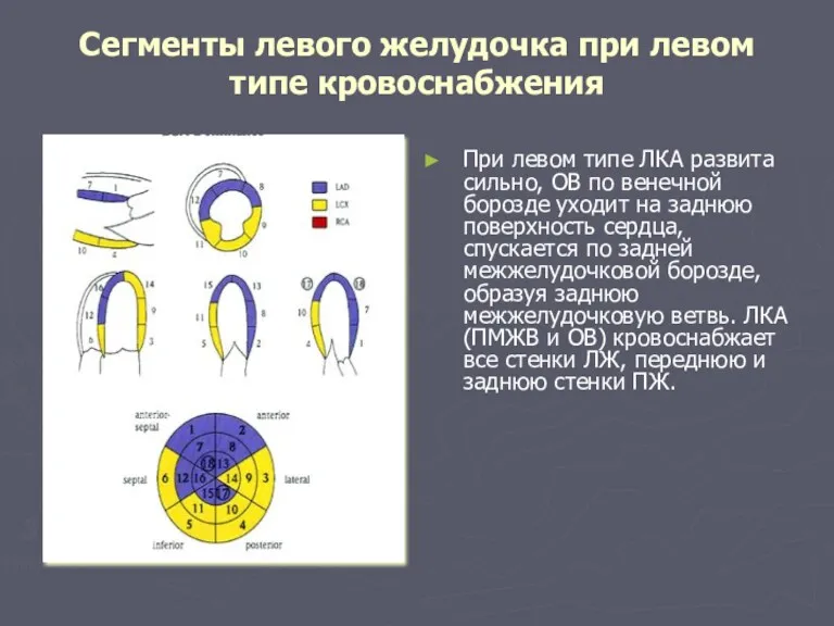 Сегменты левого желудочка при левом типе кровоснабжения При левом типе