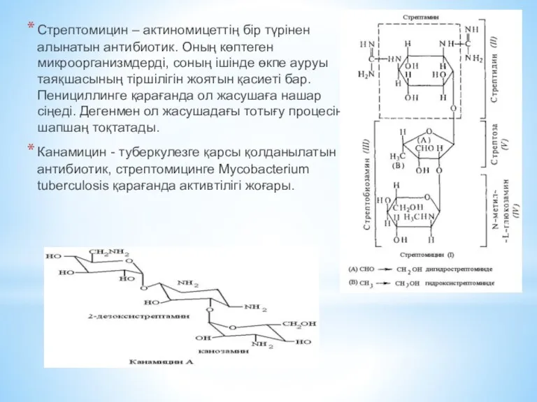 Стрептомицин – актиномицеттің бір түрінен алынатын антибиотик. Оның көптеген микроорганизмдерді,