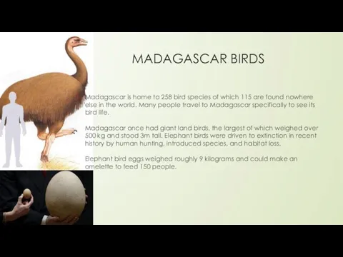 MADAGASCAR BIRDS Madagascar is home to 258 bird species of