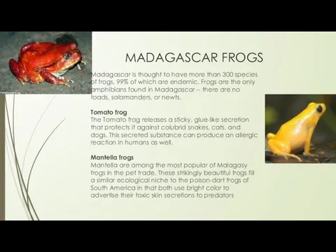 MADAGASCAR FROGS Madagascar is thought to have more than 300