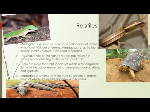 Reptiles Madagascar is home to more than 300 species of