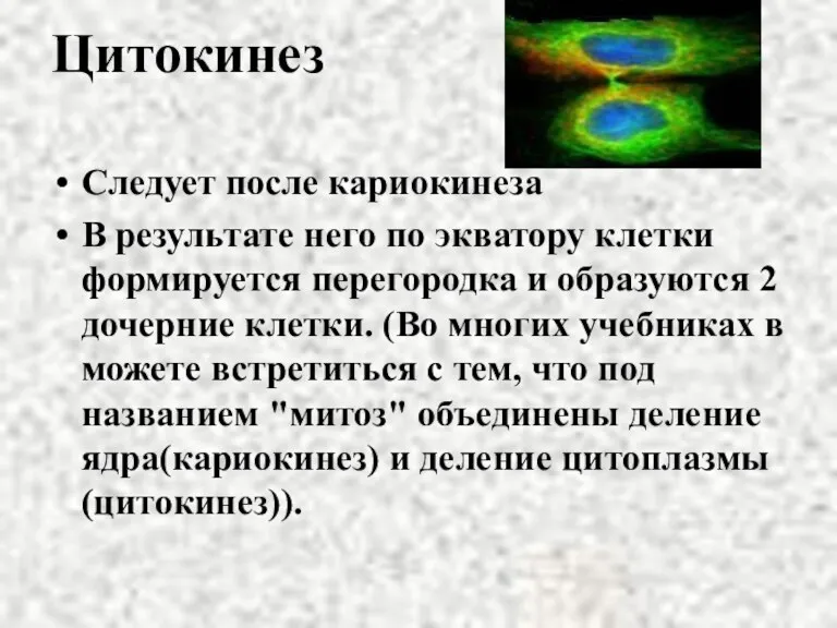 Цитокинез Следует после кариокинеза В результате него по экватору клетки