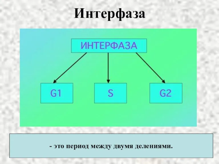 Интерфаза - это период между двумя делениями.