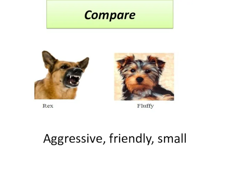 Aggressive, friendly, small Compare