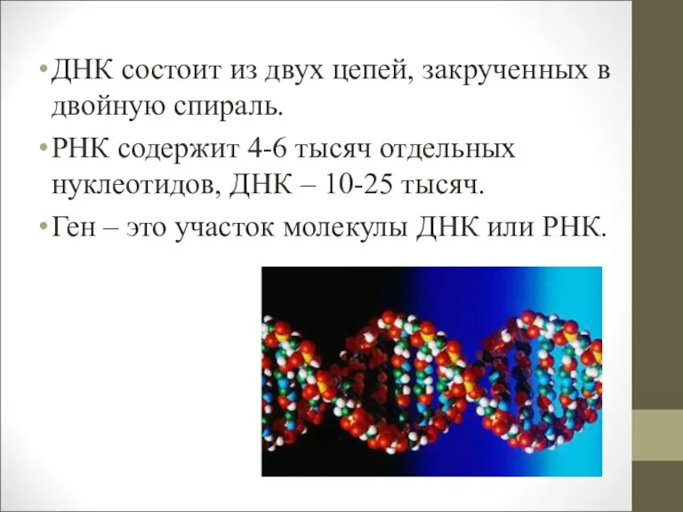 ДНК состоит из двух цепей, закрученных в двойную спираль. РНК