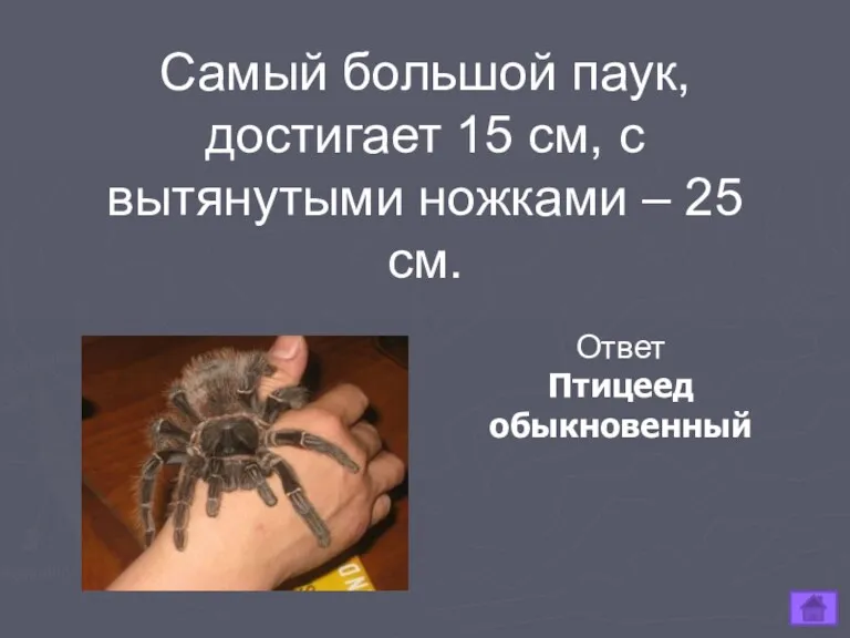 Самый большой паук, достигает 15 см, с вытянутыми ножками – 25 см. Ответ Птицеед обыкновенный