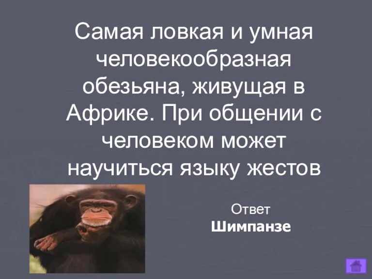 Самая ловкая и умная человекообразная обезьяна, живущая в Африке. При