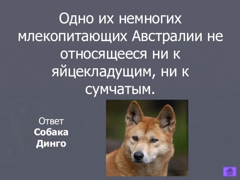 Одно их немногих млекопитающих Австралии не относящееся ни к яйцекладущим, ни к сумчатым. Ответ Собака Динго