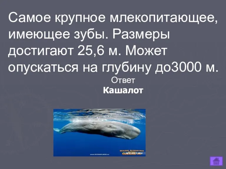 Самое крупное млекопитающее, имеющее зубы. Размеры достигают 25,6 м. Может