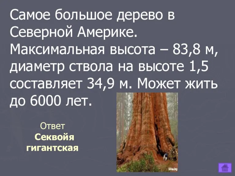 Ответ Секвойя гигантская Самое большое дерево в Северной Америке. Максимальная