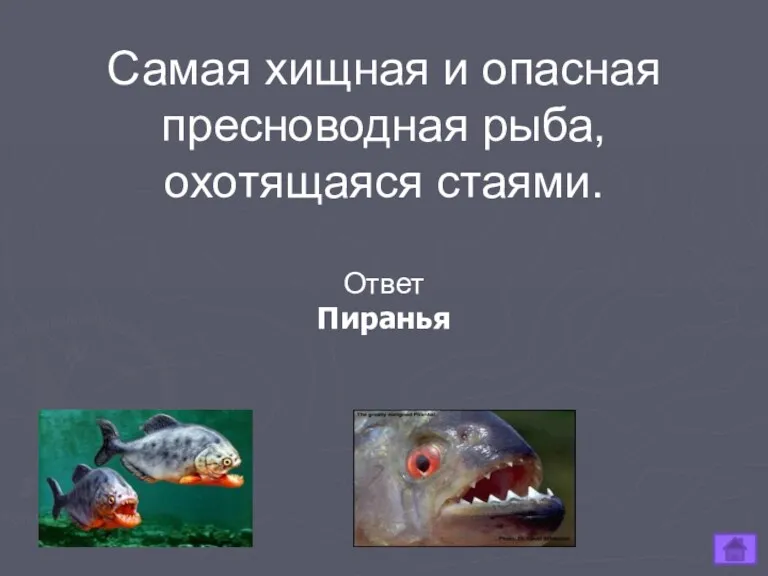 Самая хищная и опасная пресноводная рыба, охотящаяся стаями. Ответ Пиранья