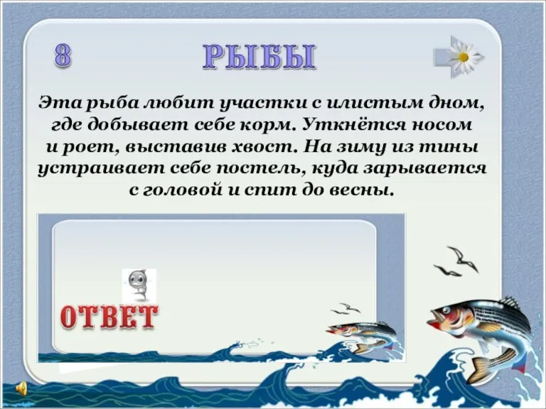 Эта рыба любит участки с илистым дном, где добывает себе