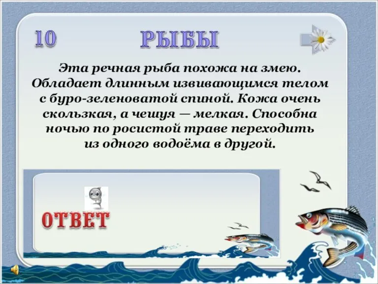 Эта речная рыба похожа на змею. Обладает длинным извивающимся телом