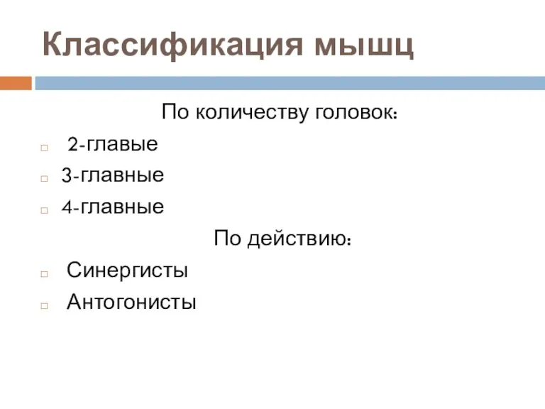 Классификация мышц По количеству головок: 2-главые 3-главные 4-главные По действию: Синергисты Антогонисты