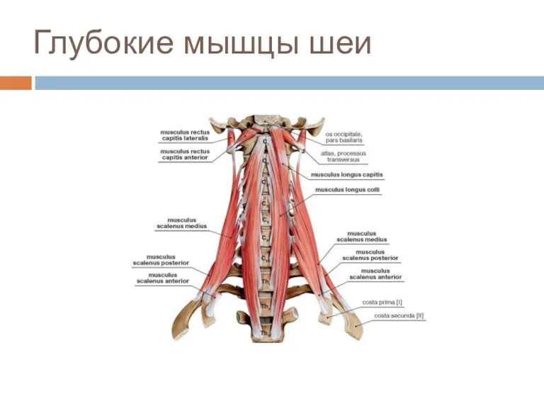 Глубокие мышцы шеи