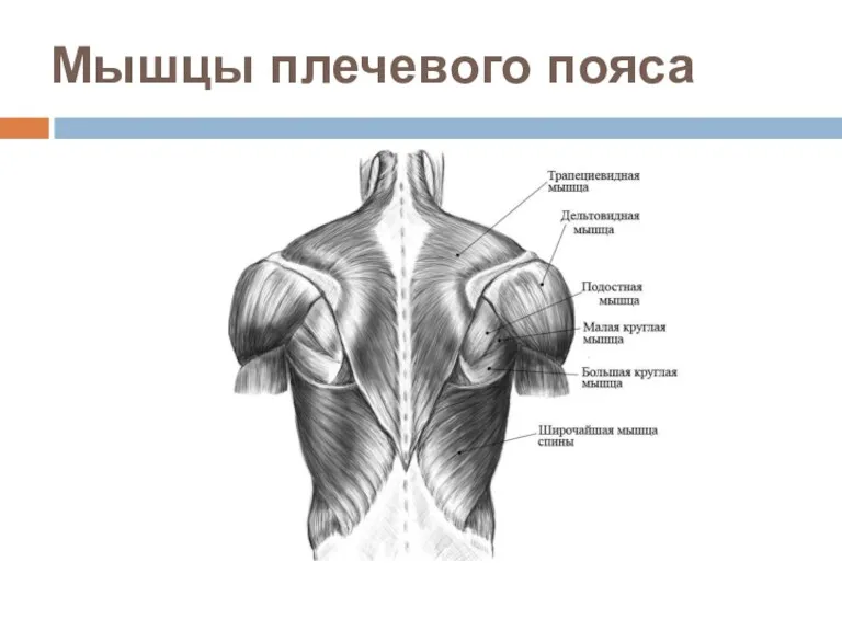 Мышцы плечевого пояса