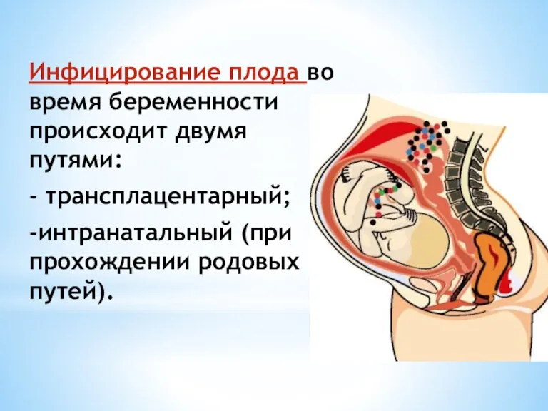Инфицирование плода во время беременности происходит двумя путями: - трансплацентарный; -интранатальный (при прохождении родовых путей).