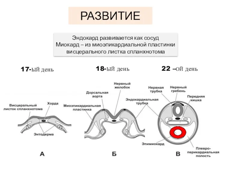 РАЗВИТИЕ 17-ЫЙ день 18-ЫЙ день 22 –ОЙ день Эндокард развивается