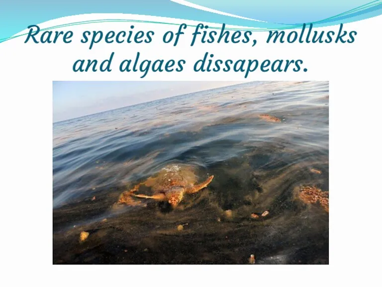 Rare species of fishes, mollusks and algaes dissapears.