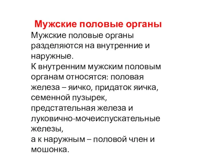 Мужские половые органы Мужские половые органы разделяются на внутренние и