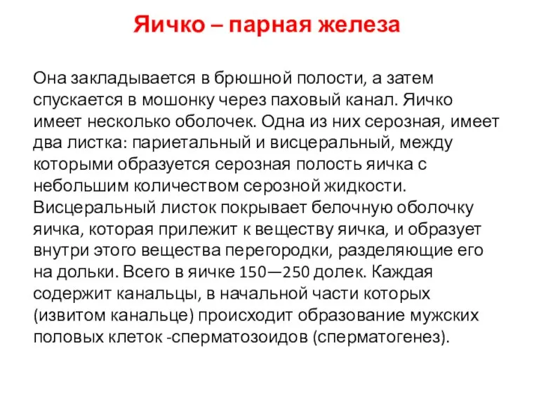 Яичко – парная железа Она закладывается в брюшной полости, а