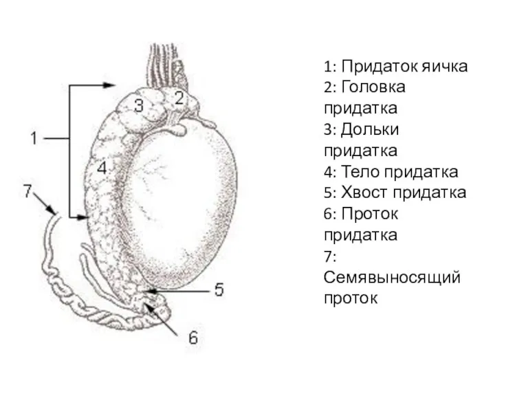 1: Придаток яичка 2: Головка придатка 3: Дольки придатка 4: