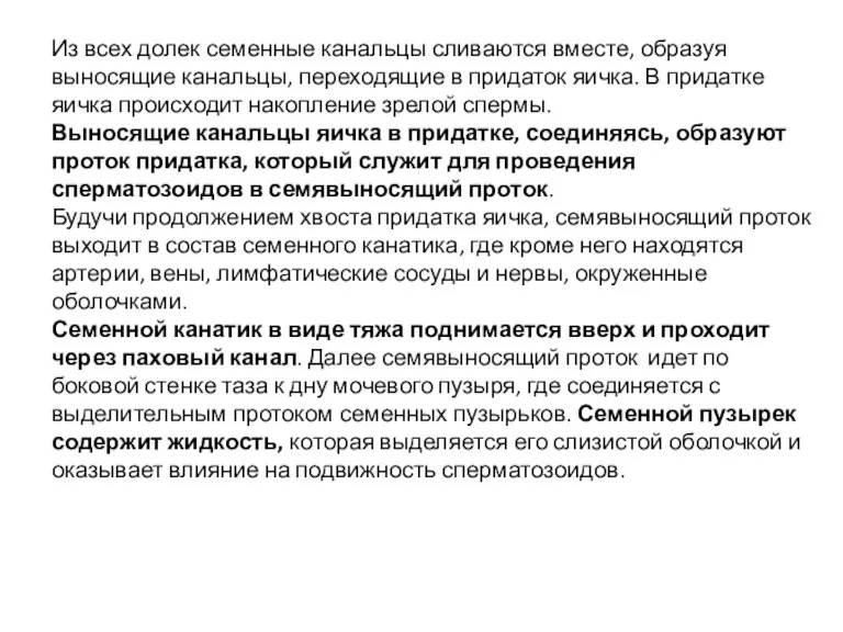 Из всех долек семенные канальцы сливаются вместе, образуя выносящие канальцы,