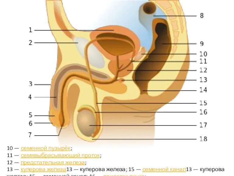 10 — семенной пузырёк; 11 — семявыбрасывающий проток; 12 —