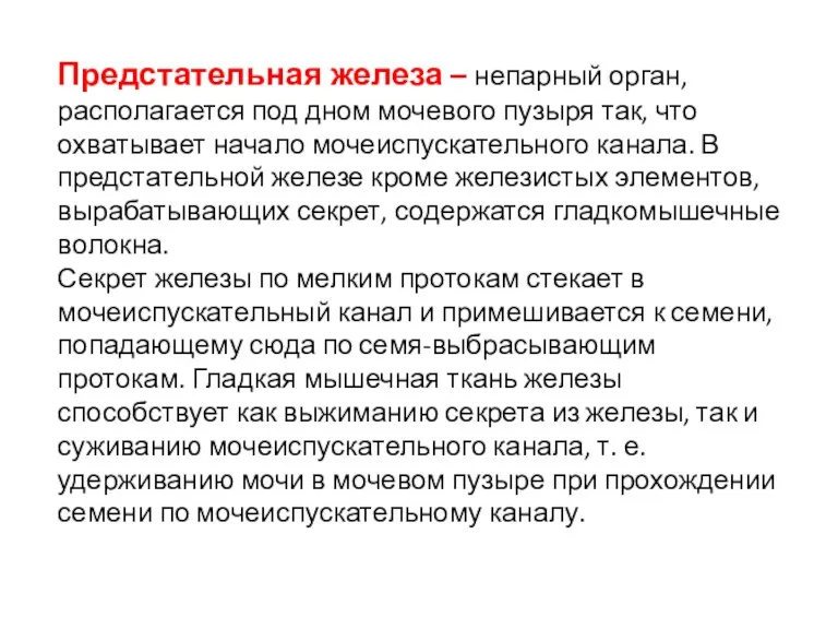 Предстательная железа – непарный орган, располагается под дном мочевого пузыря