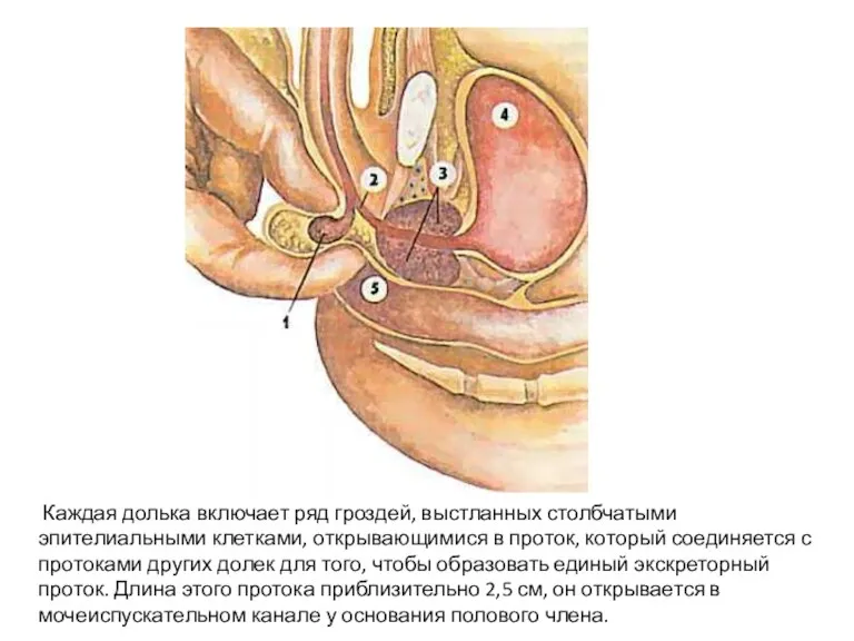 Каждая долька включает ряд гроздей, выстланных столбчатыми эпителиальными клетками, открывающимися