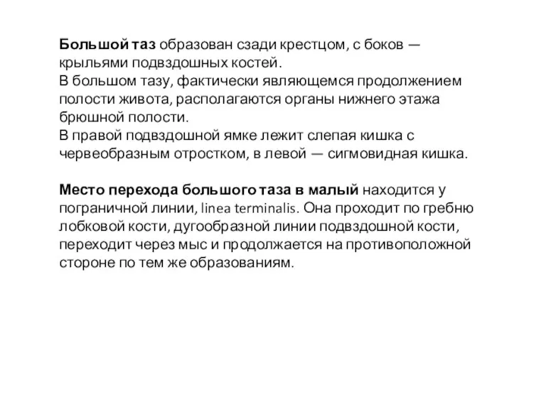 Большой таз образован сзади крестцом, с боков — крыльями подвздошных