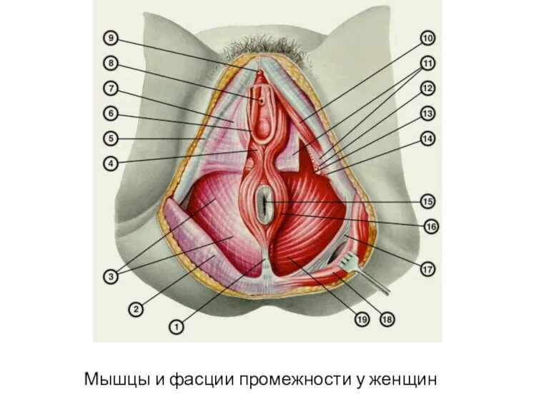 Мышцы и фасции промежности у женщин