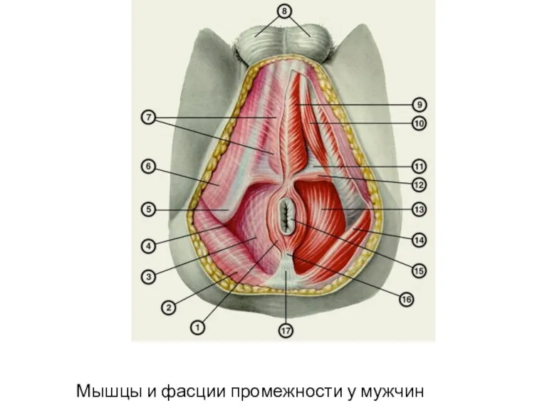 Мышцы и фасции промежности у мужчин
