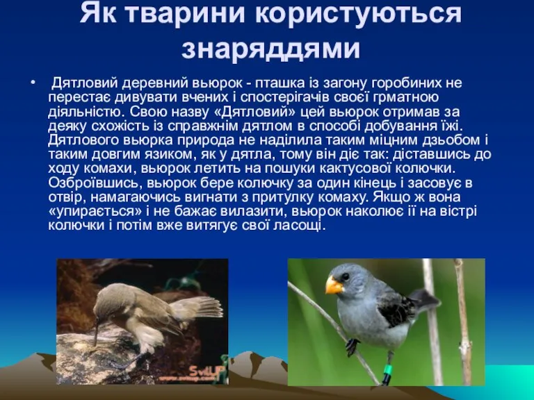 Як тварини користуються знаряддями Дятловий деревний вьюрок - пташка із загону горобиних не