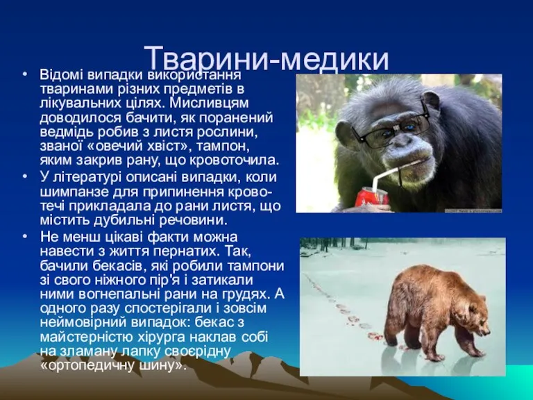 Тварини-медики Відомі випадки використання тваринами різних предметів в лікувальних цілях.