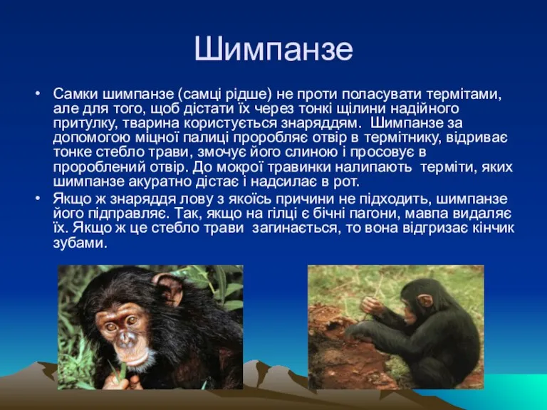 Шимпанзе Самки шимпанзе (самці рідше) не проти поласувати термітами, але для того, щоб