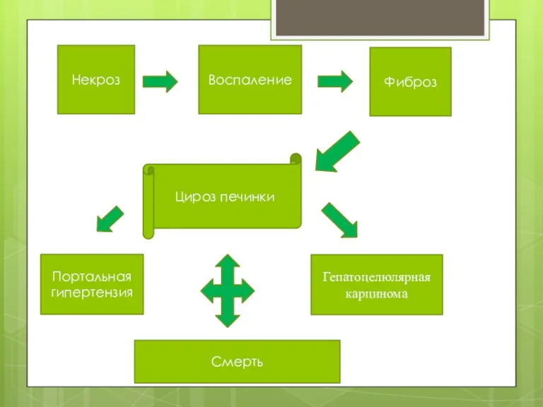 Некроз Воспаление Фиброз Цироз печинки Портальная гипертензия Гепатоцелюлярная карцинома Смерть