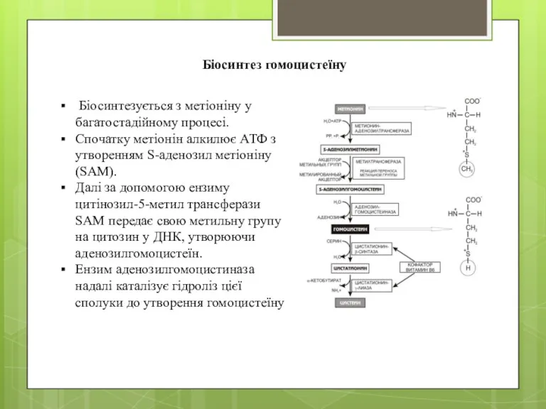 Біосинтез гомоцистеїну Біосинтезується з метіоніну у багатостадійному процесі. Спочатку метіонін