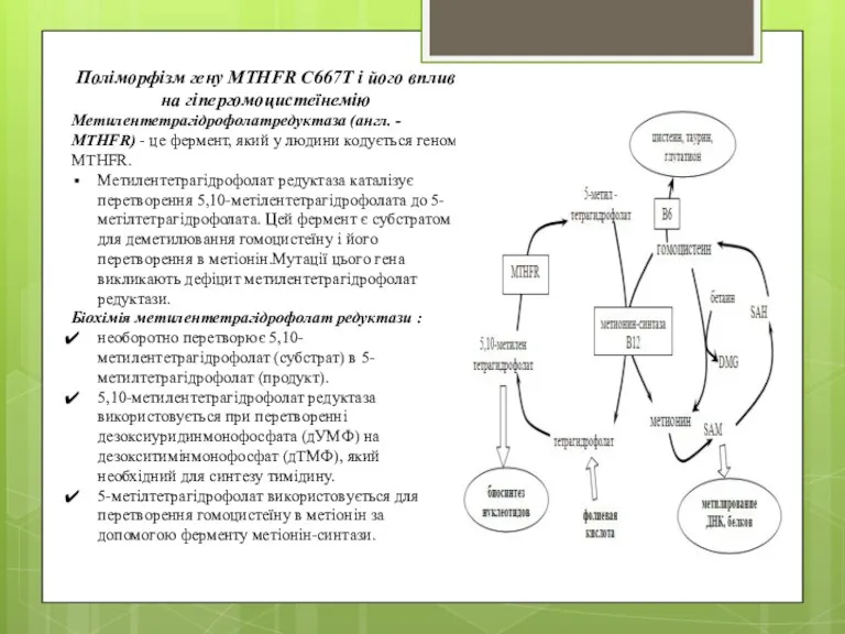 Поліморфізм гену MTHFR C667T і його вплив на гіпергомоцистеїнемію Метилентетрагідрофолатредуктаза