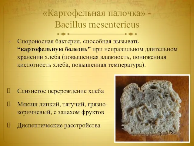 «Картофельная палочка» - Bacillus mesentericus Спороносная бактерия, способная вызывать “картофельную
