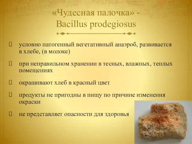 «Чудесная палочка» - Bacillus prodegiosus условно патогенный вегетативный анаэроб, развивается