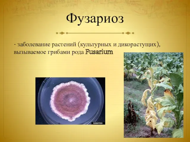 Фузариоз - заболевание растений (культурных и дикорастущих), вызываемое грибами рода Fusarium