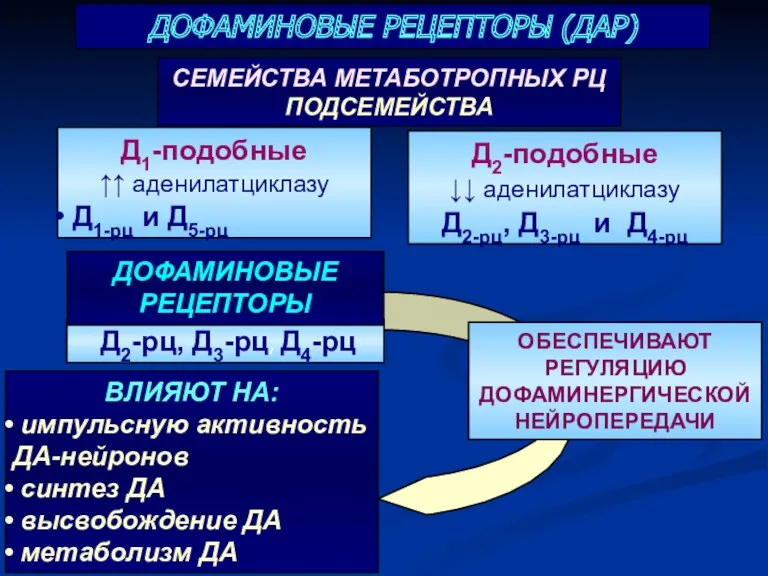 ДОФАМИНОВЫЕ РЕЦЕПТОРЫ (ДАР) ОБЕСПЕЧИВАЮТ РЕГУЛЯЦИЮ ДОФАМИНЕРГИЧЕСКОЙ НЕЙРОПЕРЕДАЧИ