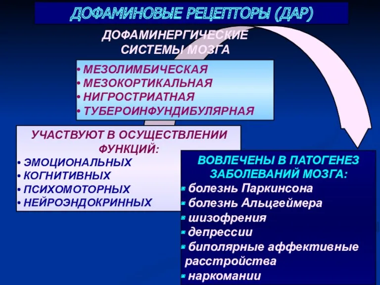 УЧАСТВУЮТ В ОСУЩЕСТВЛЕНИИ ФУНКЦИЙ: ЭМОЦИОНАЛЬНЫХ КОГНИТИВНЫХ ПСИХОМОТОРНЫХ НЕЙРОЭНДОКРИННЫХ ВОВЛЕЧЕНЫ В